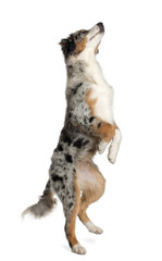 Australian Shepherd, 5 months old, standing