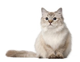 Ragdoll cat, 10 months old, sitting