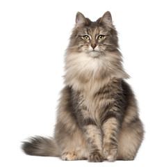 Fototapeta premium Portrait of Norwegian Forest Cat, 1 and a half years old