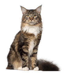 Portrait of Maine Coon cat, 10 months old, sitting