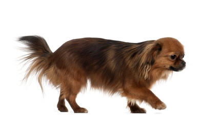 Crossbreed, 1 year old, sitting in front of white background