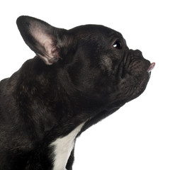 Close up of French Bulldog, 11 months old