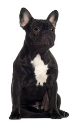 French Bulldog, 11 months old, sitting
