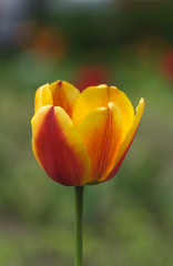 жёлтый тюльпан