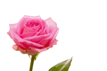 rose isolated on the white background