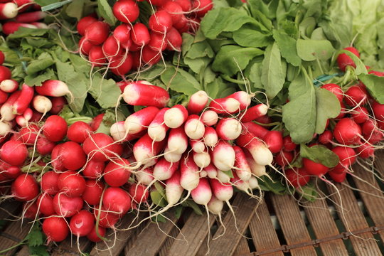 bundles of red and white radishes at market