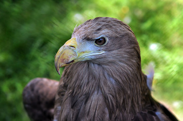 Eagle