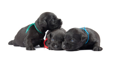 black puppys of Miniature Schnauzer