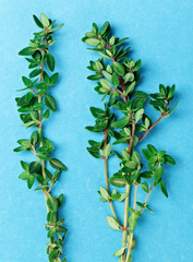 Fresh green thyme twigs on blue