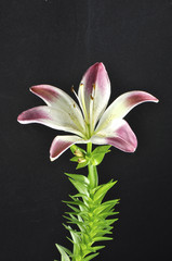 pink and white lily in marco