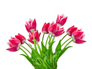 Fototapeta premium tulips isolated on white background