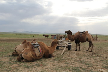 camels relaxing