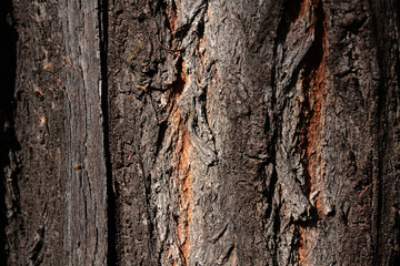 Old tree bark background in the forest