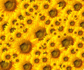 beautiful yellow Sunflower petals