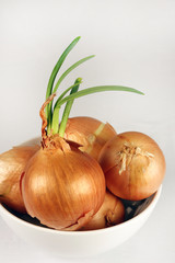 Sprouting yellow onions in a white bowl