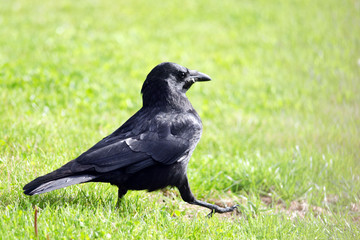 the march of the crow