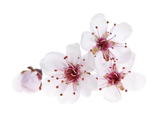 Küchenrückwand glas motiv Cherry blossoms close up © Elenathewise