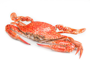 Steamed blue crab on white