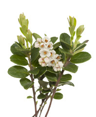 cowberry