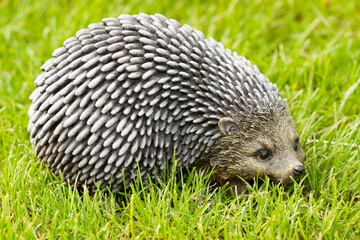Hedgehog on a grass