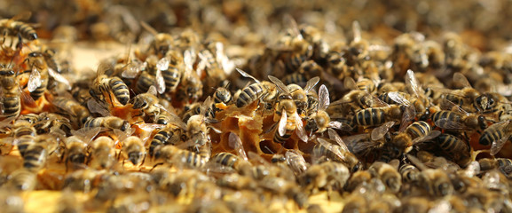 Bees