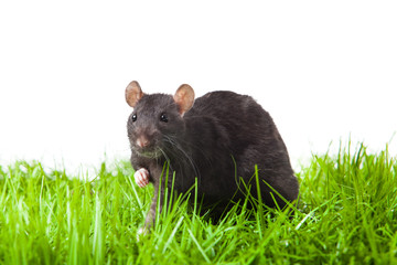 rat on the grass isolated in white.