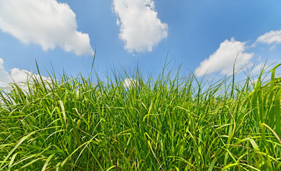 View of green grass field from the ground