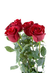 Bouquet of red roses