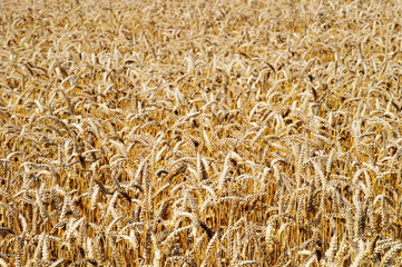 wheat field in summer in bright day