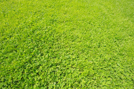 Close-up image of green grass and clover