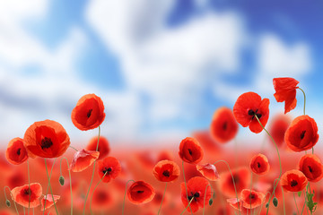 Poppy field