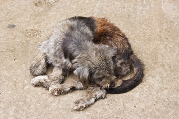 Obraz premium Dirty dog fur sleep.