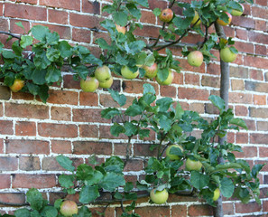Obraz premium An Apple Tree Trained to Grow on a Brick Wall.