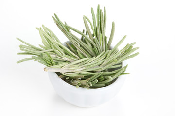 Fototapeta premium Rosemary (Rosmarinus officinalis) in a white bowl on white backg