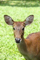 Fototapeta premium Eld's Deer