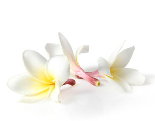 flowers frangipan