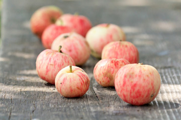 fresh apples in the garden