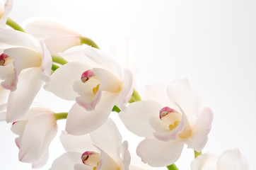 Obraz na płótnie Canvas Kwiaty białe cymbidium