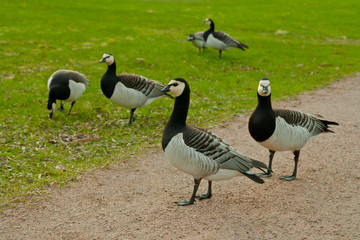 wild gooses