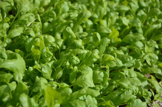 Gartenkresse