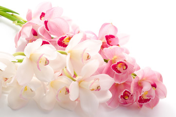 白と紫のシンビジウムの花 © varts