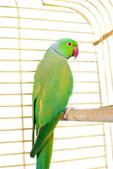 Obraz premium Parrot