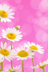 Daisies on pink background