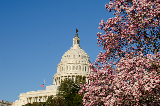 us capitol building and spring blossoms - Washington D.C. United States of America
