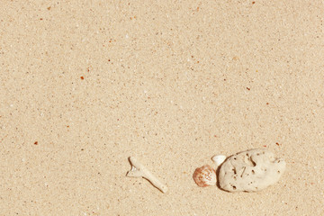 sea shell and white stone on sand background