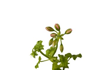 Geranium buds © tomaszustymowicz