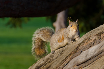 squirrel in the park