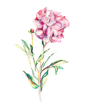 single flower