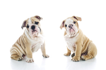 Brother and sister engish bulldog puppies isolated