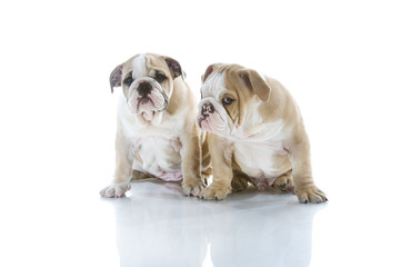 Brother and sister engish bulldog puppies isolated